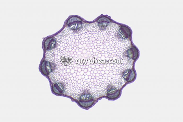 Tige de Trèfle x7 - gryphea.com